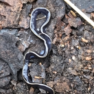 Caenoplana coerulea at Garran, ACT - suppressed