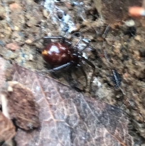 Steatoda capensis at Garran, ACT - 24 Aug 2021