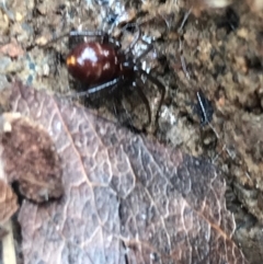 Steatoda capensis at Garran, ACT - 24 Aug 2021