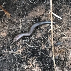 Lampropholis delicata (Delicate Skink) at Garran, ACT - 24 Aug 2021 by Tapirlord