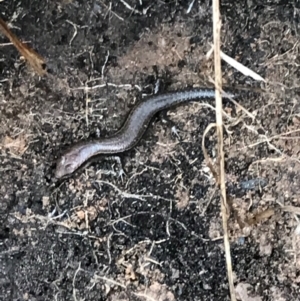 Lampropholis delicata at Garran, ACT - 24 Aug 2021