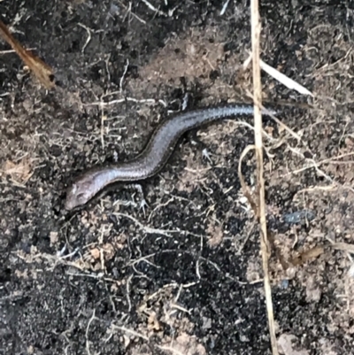 Lampropholis delicata (Delicate Skink) at Garran, ACT - 24 Aug 2021 by Tapirlord