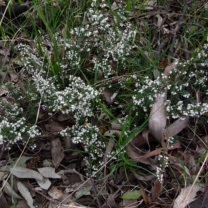 Cryptandra amara at Queanbeyan West, NSW - 27 Aug 2021 08:42 AM