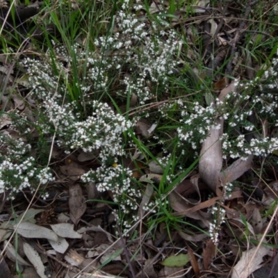 Cryptandra amara (Bitter Cryptandra) at Bicentennial Park - 26 Aug 2021 by Paul4K