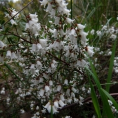 Cryptandra amara at Queanbeyan West, NSW - 27 Aug 2021