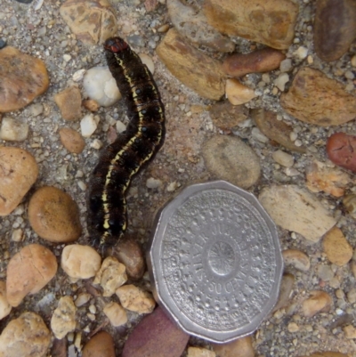 Apina callisto (Pasture Day Moth) at Bicentennial Park - 26 Aug 2021 by Paul4K