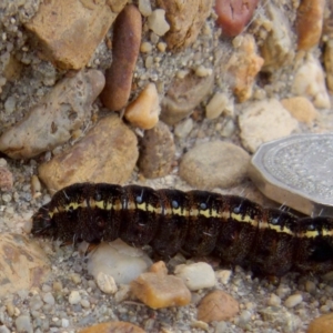 Apina callisto at Queanbeyan West, NSW - 27 Aug 2021