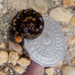 Apina callisto at Queanbeyan West, NSW - 27 Aug 2021 09:04 AM