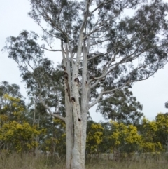 Eucalyptus rossii (Inland Scribbly Gum) at Queanbeyan West, NSW - 26 Aug 2021 by Paul4K