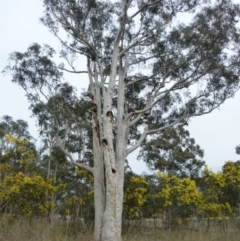 Eucalyptus rossii (Inland Scribbly Gum) at Queanbeyan West, NSW - 27 Aug 2021 by Paul4K