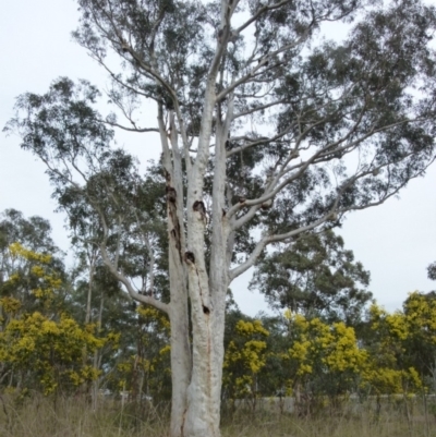 Eucalyptus rossii (Inland Scribbly Gum) at Queanbeyan West, NSW - 26 Aug 2021 by Paul4K