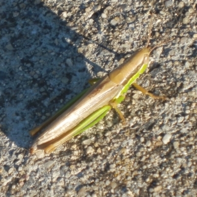 Bermius brachycerus (A grasshopper) at Dunlop, ACT - 3 Apr 2021 by johnpugh