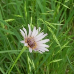 Tragopogon porrifolius (Salsify, Oyster Plant) at Dunlop, ACT - 19 Oct 2020 by johnpugh