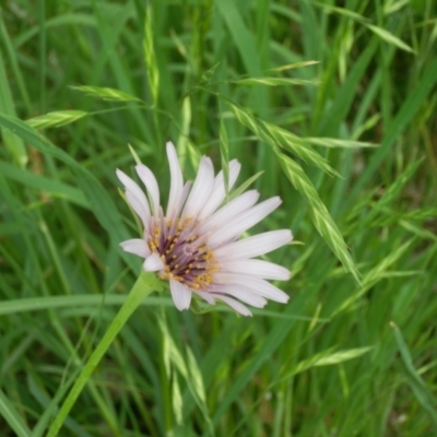 Tragopogon porrifolius (Salsify, Oyster Plant) at Dunlop, ACT - 19 Oct 2020 by johnpugh