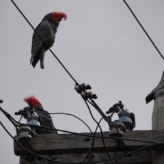Callocephalon fimbriatum (Gang-gang Cockatoo) at Campbell, ACT - 28 Aug 2021 by MargD