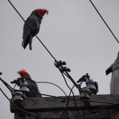 Callocephalon fimbriatum (Gang-gang Cockatoo) at Campbell, ACT - 27 Aug 2021 by MargD