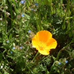 Eschscholzia californica (California Poppy) at Dunlop, ACT - 11 Oct 2020 by johnpugh