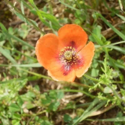 Papaver dubium (Longhead Poppy) at Dunlop, ACT - 29 Oct 2020 by johnpugh