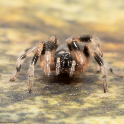 Lampona sp. (genus) (White-tailed spider) at Macgregor, ACT - 27 Aug 2021 by Roger