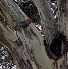 Callocephalon fimbriatum (Gang-gang Cockatoo) at Curtin, ACT - 27 Aug 2021 by ClaireH