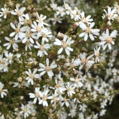 Olearia microphylla (Olearia) at O'Connor, ACT - 27 Aug 2021 by RWPurdie