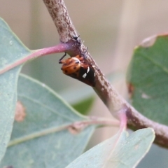 Eurymela fenestrata (Gum tree leafhopper) at West Wodonga, VIC - 27 Aug 2021 by KylieWaldon