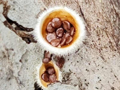 Nidula sp. (A bird's nest fungus) at Denman Prospect, ACT - 27 Aug 2021 by RobG1