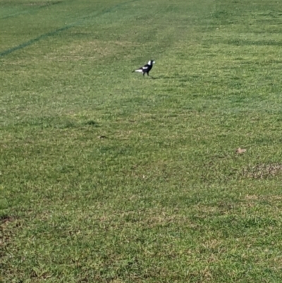 Gymnorhina tibicen (Australian Magpie) at Lavington, NSW - 25 Aug 2021 by Darcy