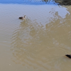 Anas superciliosa (Pacific Black Duck) at Lavington, NSW - 26 Aug 2021 by Darcy