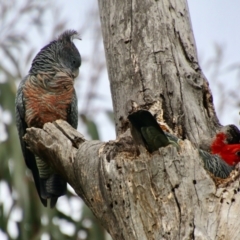 Callocephalon fimbriatum (Gang-gang Cockatoo) at GG188 - 27 Aug 2021 by LisaH