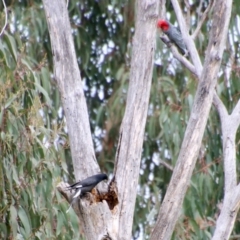 Strepera graculina (Pied Currawong) at GG188 - 27 Aug 2021 by LisaH