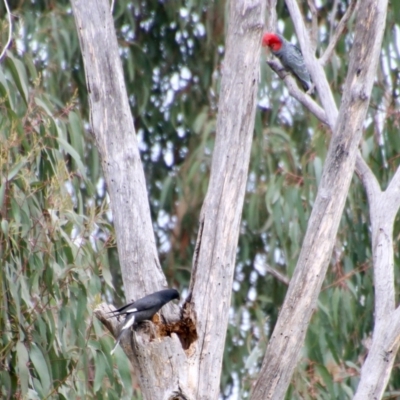 Strepera graculina (Pied Currawong) at Deakin, ACT - 27 Aug 2021 by LisaH