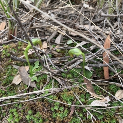 Pterostylis nutans (Nodding Greenhood) at Downer, ACT - 27 Aug 2021 by Wendyp5