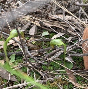 Pterostylis nutans at Downer, ACT - 27 Aug 2021