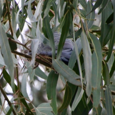 Callocephalon fimbriatum (Gang-gang Cockatoo) at Hughes, ACT - 27 Aug 2021 by LisaH