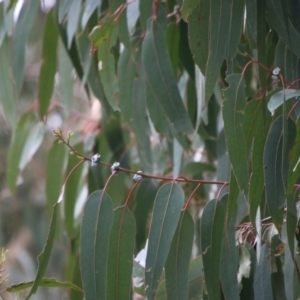 Callocephalon fimbriatum at Hughes, ACT - 27 Aug 2021