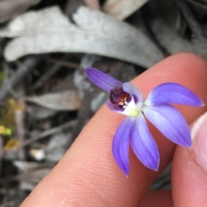 Cyanicula caerulea at O'Connor, ACT - suppressed