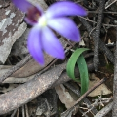 Cyanicula caerulea at O'Connor, ACT - suppressed