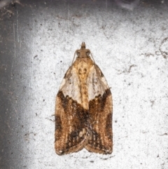 Epiphyas postvittana (Light Brown Apple Moth) at Macgregor, ACT - 27 Aug 2021 by Roger