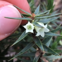 Melichrus urceolatus (Urn Heath) at O'Connor, ACT - 27 Aug 2021 by NedJohnston