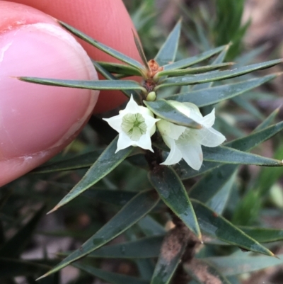 Melichrus urceolatus (Urn Heath) at O'Connor, ACT - 27 Aug 2021 by NedJohnston