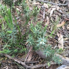 Melichrus urceolatus at O'Connor, ACT - 27 Aug 2021