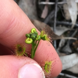 Drosera sp. at O'Connor, ACT - 27 Aug 2021