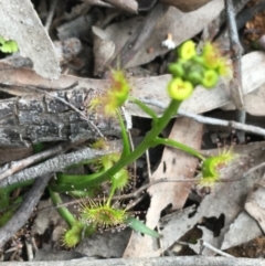 Drosera sp. at O'Connor, ACT - 27 Aug 2021