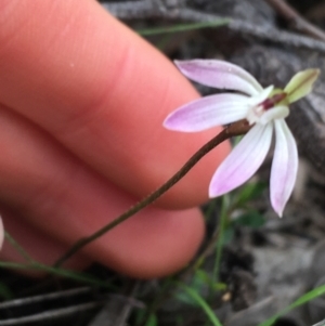 Caladenia fuscata at O'Connor, ACT - 27 Aug 2021