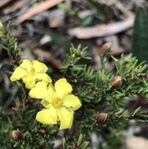 Hibbertia calycina at Holt, ACT - 27 Aug 2021 03:14 PM