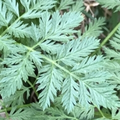 Conium maculatum (Hemlock) at Holt, ACT - 27 Aug 2021 by MattFox