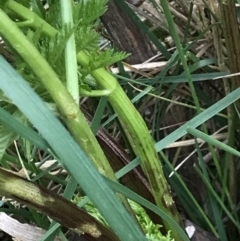 Conium maculatum at Holt, ACT - 27 Aug 2021