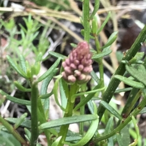 Stackhousia monogyna at Holt, ACT - 27 Aug 2021