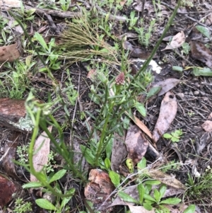 Stackhousia monogyna at Holt, ACT - 27 Aug 2021